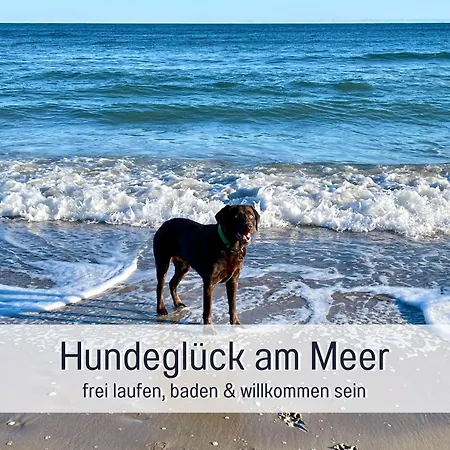 Ferienhaus Meerestraum Rügen - Panorama-meerblick, Erste Reihe, Kamin&hund Willkommen *